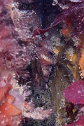 Mollusque cephalopode Octopus vulgaris Poulpe-Morlaix Bizinnenou-9m-20230708-da-DSC_2343_tn
